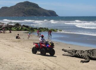 Le componen corrido al cocodrilo que paralizó las playas de Mazatlán