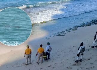 Reabren las playas de Mazatlán tras cuatro días de alerta por cocodrilo en el mar, pero persiste bandera roja