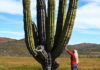 Gigantes de la naturaleza: En Baja California Sur viven dos de los cardones más grandes del mundo