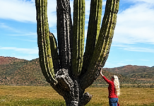 Gigantes de la naturaleza: En Baja California Sur viven dos de los cardones más grandes del mundo