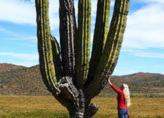 Gigantes de la naturaleza: En Baja California Sur viven dos de los cardones más grandes del mundo