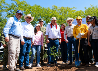 Reforestación masiva: BCS destinará 125 mil plantas a 831 hectáreas en jornada nacional