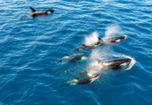 Hallazgo biológico: Ciencia ciudadana permite identificar más de 200 orcas en el Golfo de California