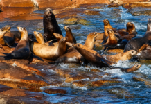 Cambio ecológico: Los lobos marinos de La Paz extienden su territorio y cambian su dinámica