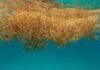 Sargazo invade 13 playas del Caribe mexicano; actualizan el mapa de afectaciones
