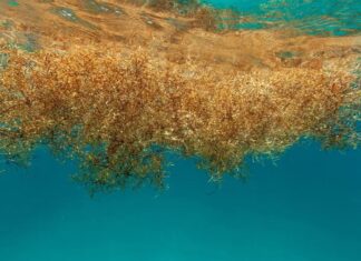 Sargazo invade 13 playas del Caribe mexicano; actualizan el mapa de afectaciones