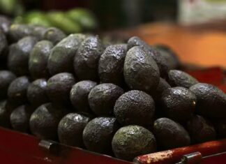 Michoacán reactiva exportación de aguacate a EU tras tres días de suspensión