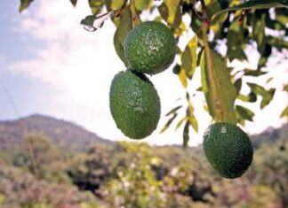 USDA retoma inspecciones de aguacate en Michoacán pese a alerta de viaje de EU
