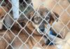 Estas son las leyes que protegen a los animales en México