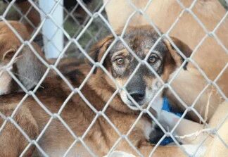 Estas son las leyes que protegen a los animales en México