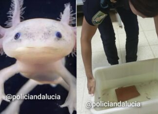 Rescatan 29 ajolotes mexicanos de un presunto comercio ilegal en España