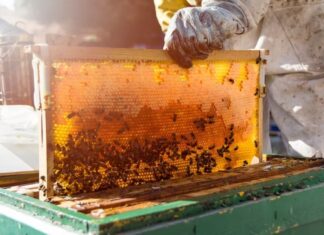 México se coloca entre los grandes exportadores de miel; Yucatán lidera producción