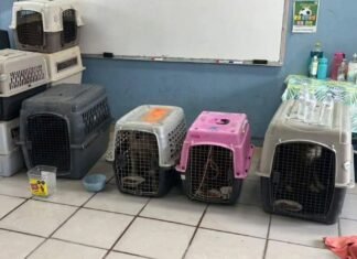 Los Cabos habilita refugios temporales para proteger a mascotas durante la temporada de huracanes