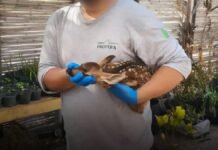 Rescatan a tres cervatillos de venado bura en Cabo San Lucas; estaban deshidratados